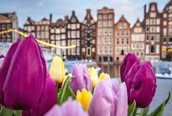 Your Premium Journey from London to Amsterdam